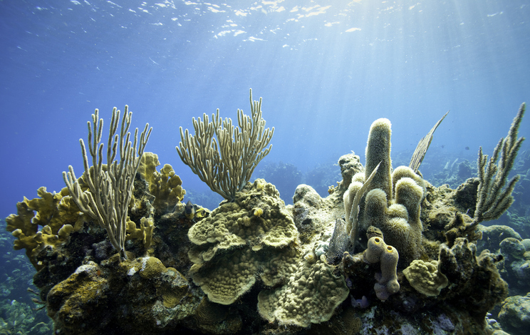 Gobierno alerta sobre afectación de corales en el Mar Caribe por ola de  calor – Diario del Norte